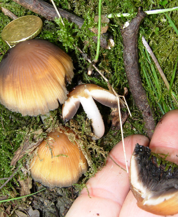 Funghi da dieci centesimi